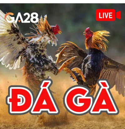 VK88  Đá Gà Livestream